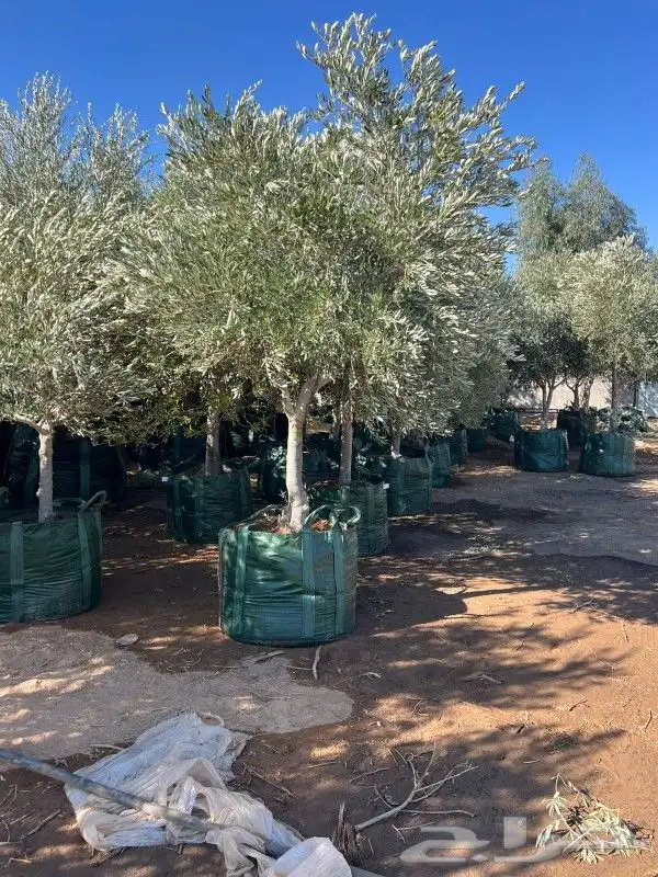 زيتون معمر مثمر ونخيل عربي واشنطني 2