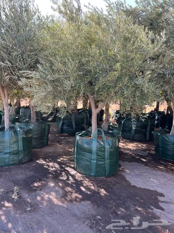 زيتون معمر مثمر ونخيل عربي واشنطني 7