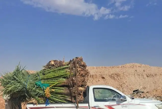 نخل للبيع 6