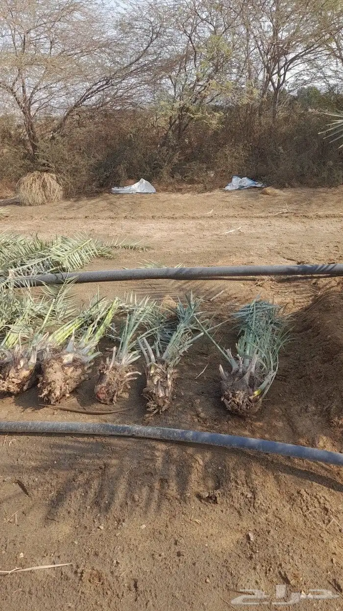 نخيل للبيع جميع الأنواع والمقاسات عربي وزينه واشنطني وتركيب 12