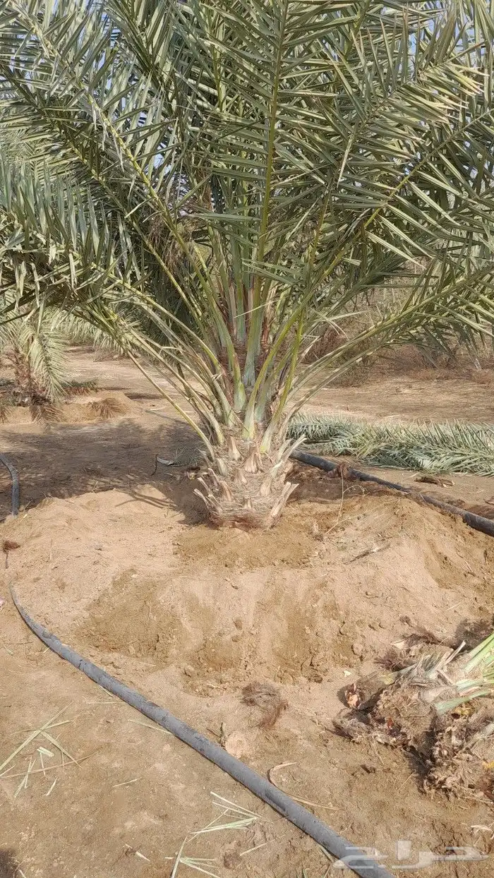 نخيل للبيع جميع الأنواع والمقاسات عربي وزينه واشنطني وتركيب 9