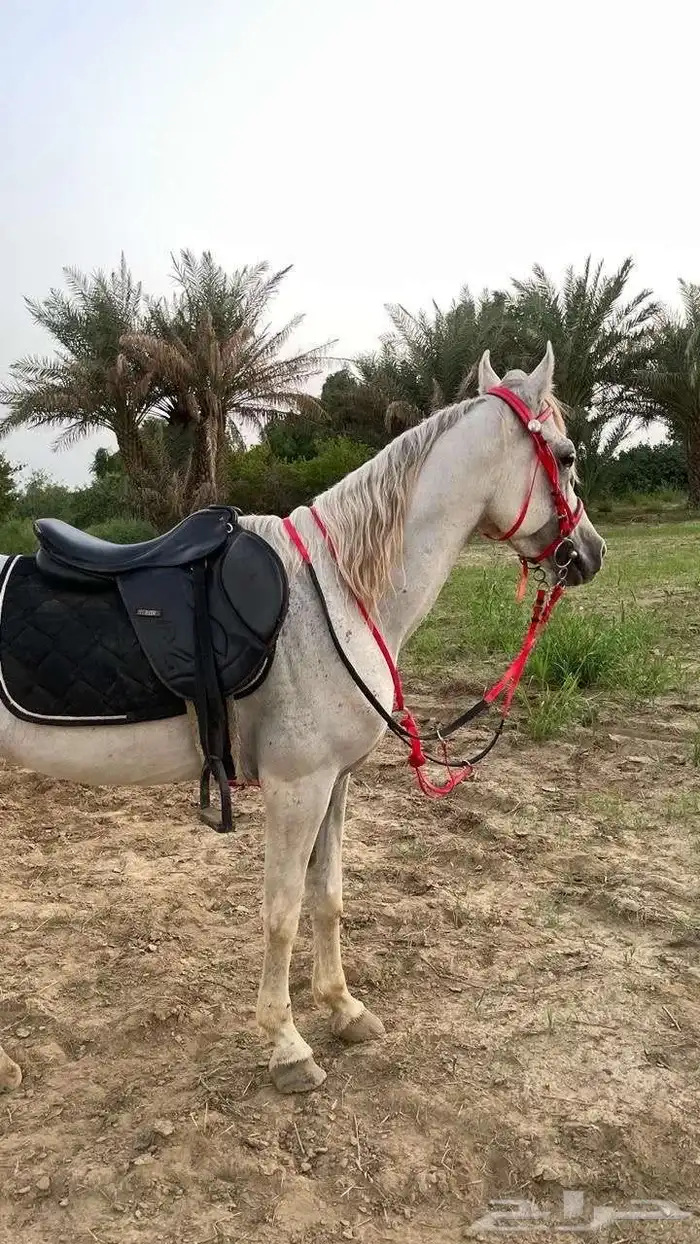 خيل عربي اصيل 6