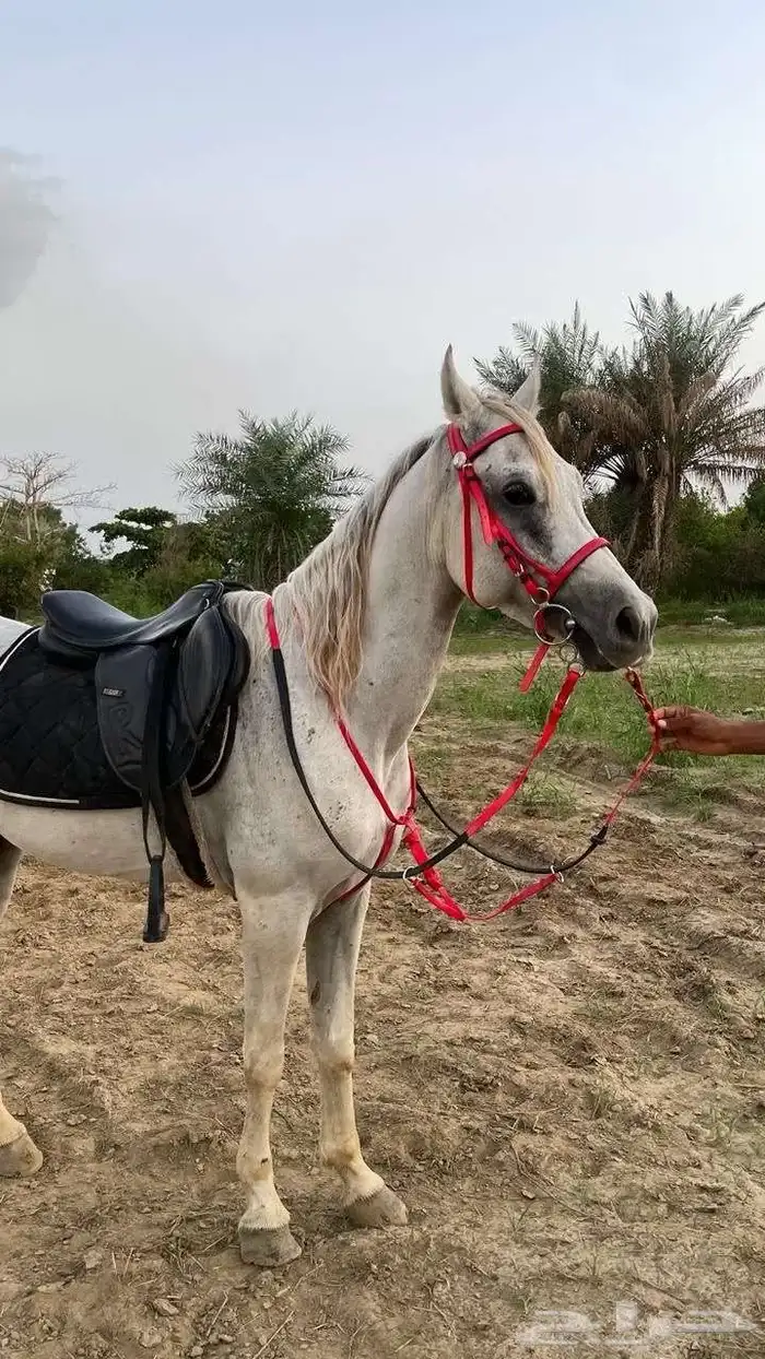 خيل عربي اصيل 7
