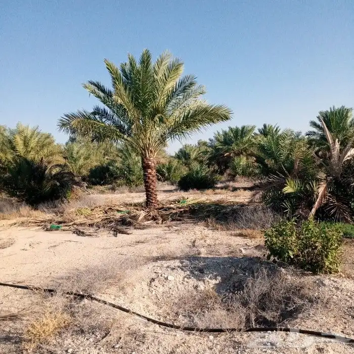 تكريب النخل 4