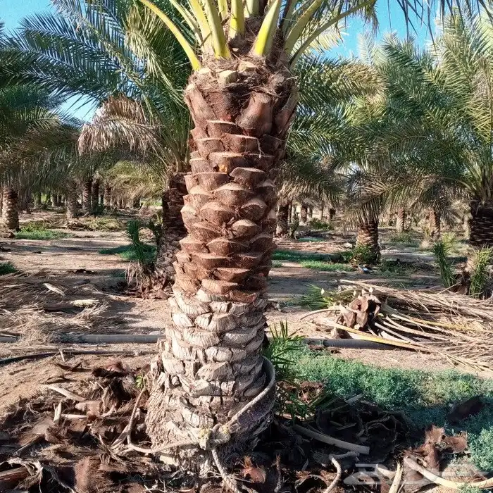 تكريب النخل 3