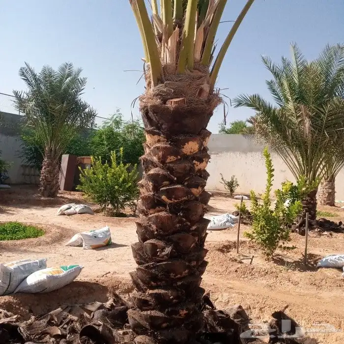 تكريب النخل 6