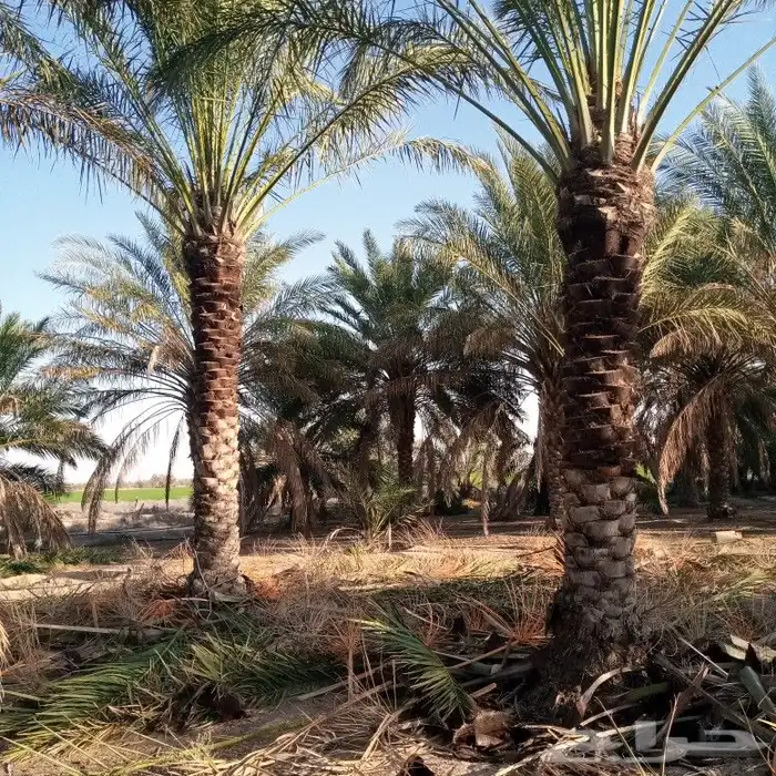 تكريب النخل 2