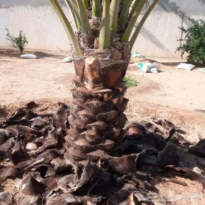 تكريب النخل 5