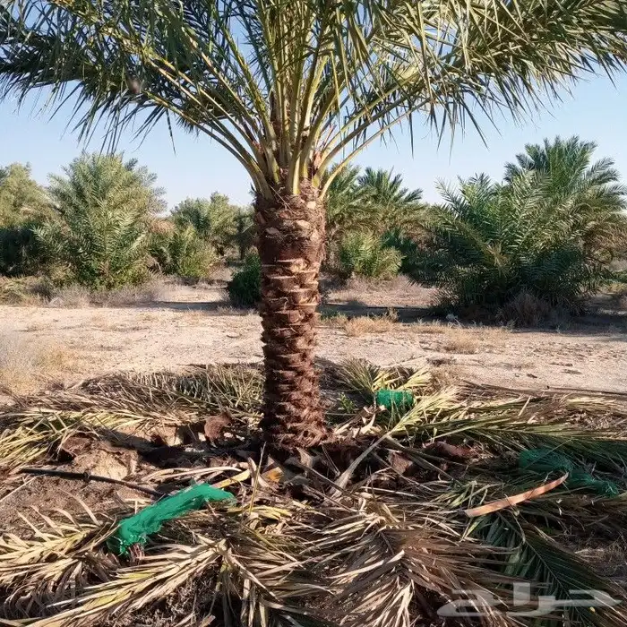 تكريب النخل 0