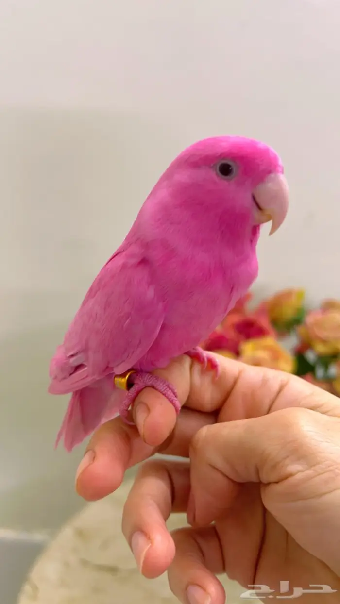 ببغاء روز اليف 1