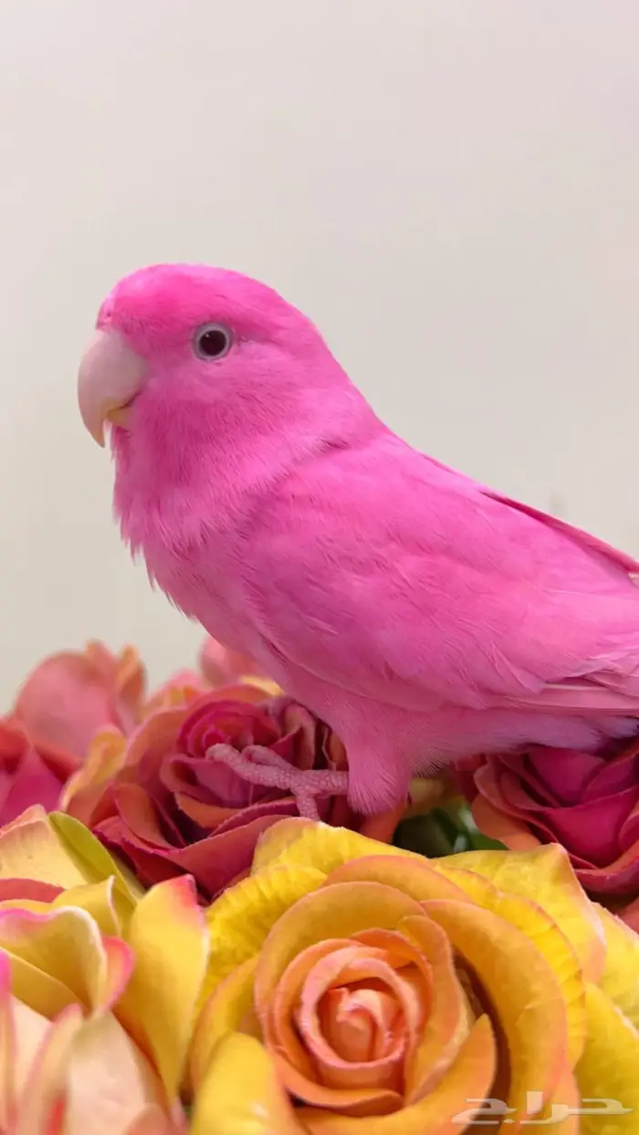 ببغاء روز اليف 8