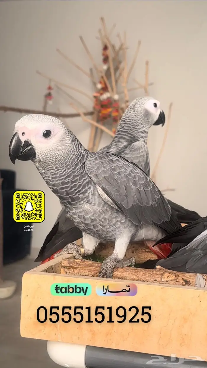 فروخ كاسكو 1