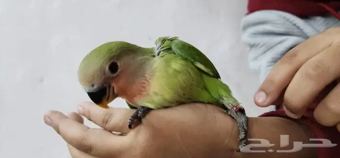روز اليف مناسب للأطفال 2