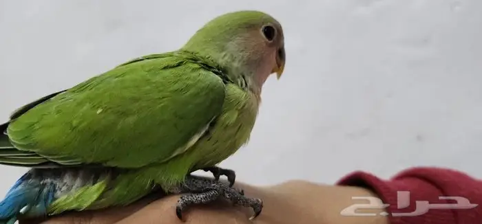 روز اليف مناسب للأطفال 1