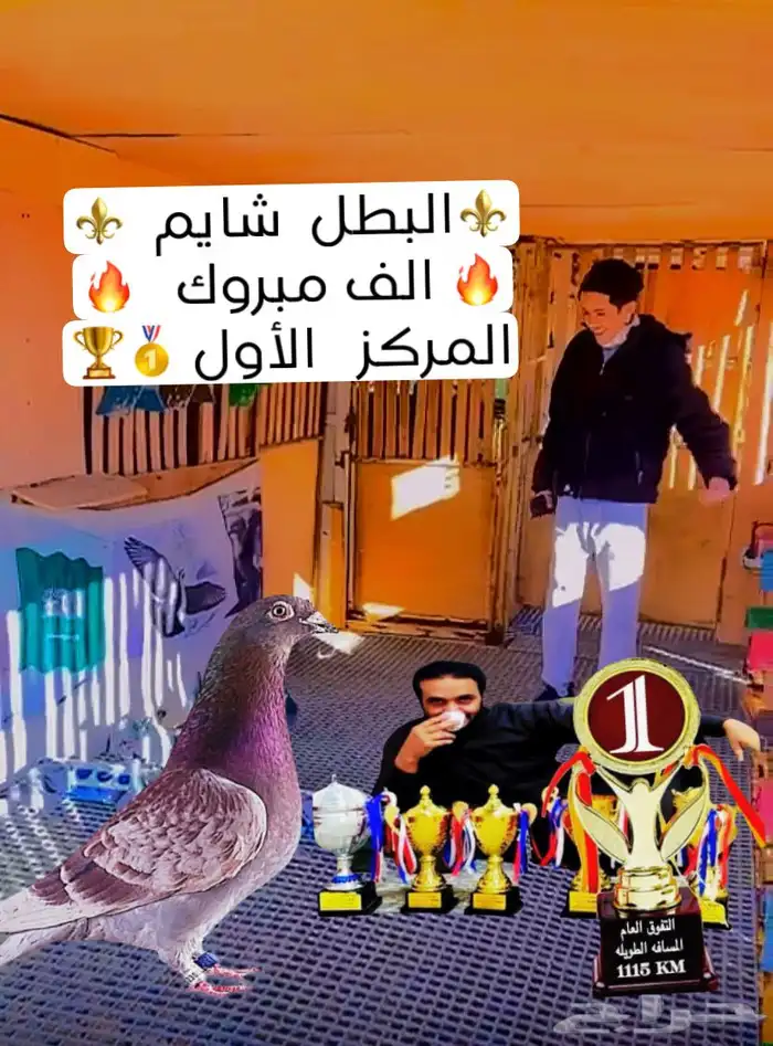 حمام زاجل سباق 2