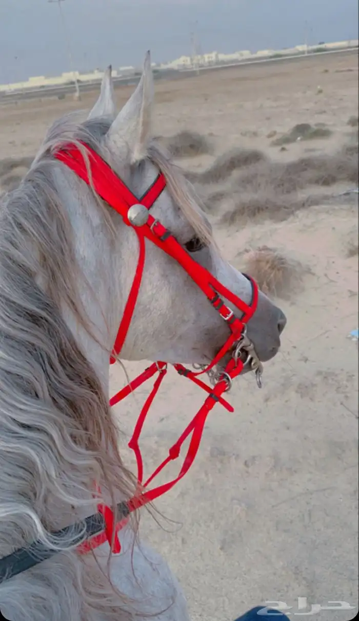خيل عربي اصيل 5