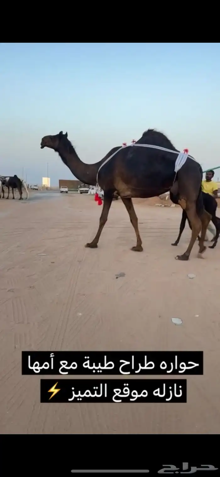 خلفات منايح طيبه  حليب وهداوه 2