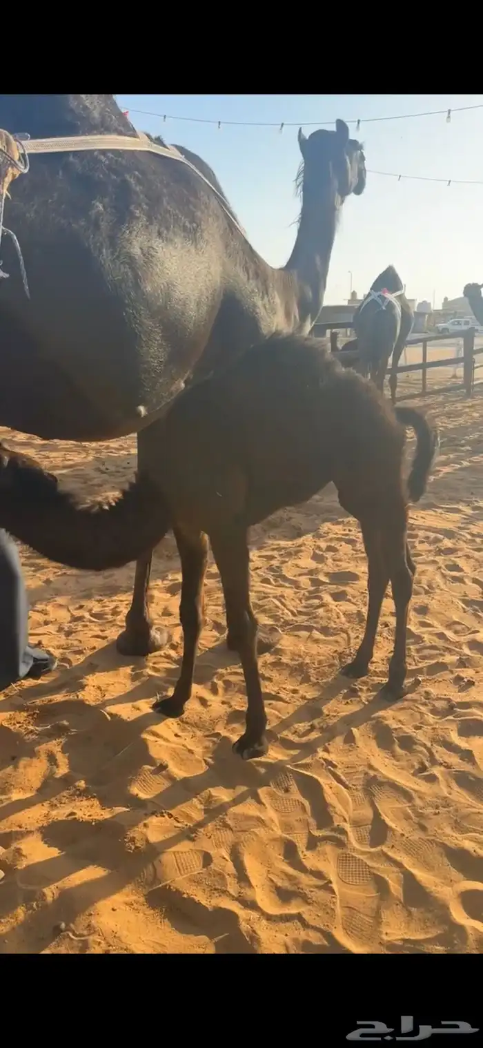 خلفات منايح طيبه  حليب وهداوه 9