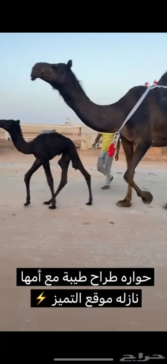 خلفات منايح طيبه  حليب وهداوه 5