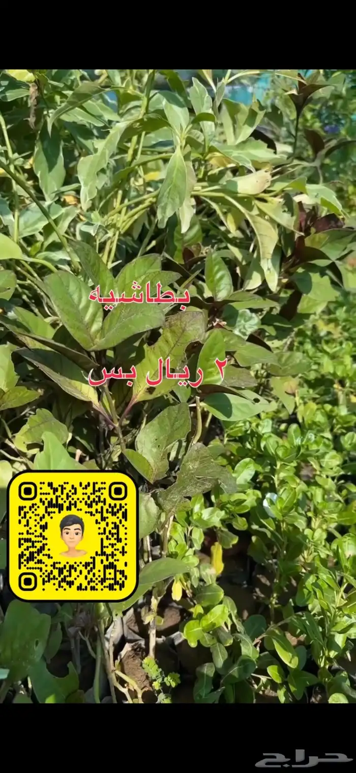 شتلات زينه ومثمره بريال ونصف فقط 9