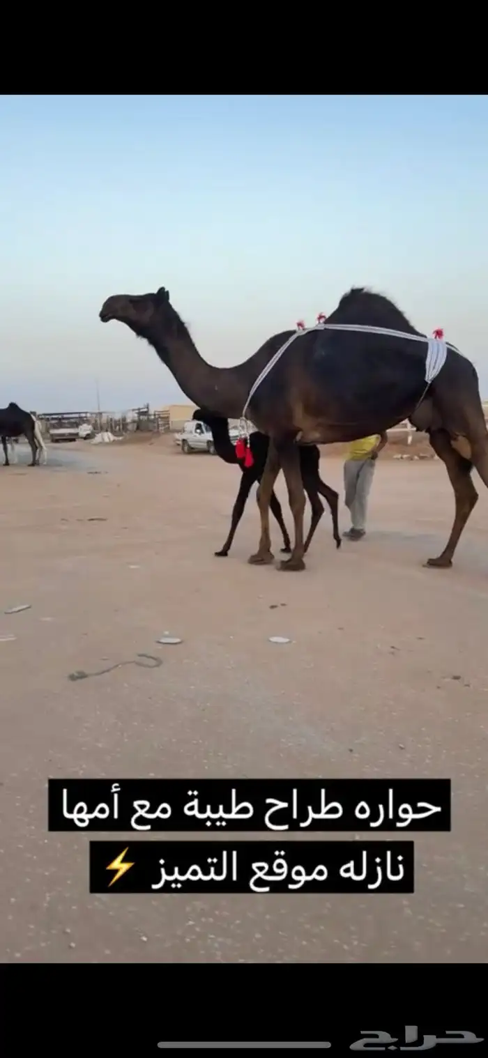 خلفات منايح طيبه  حليب وهداوه 0