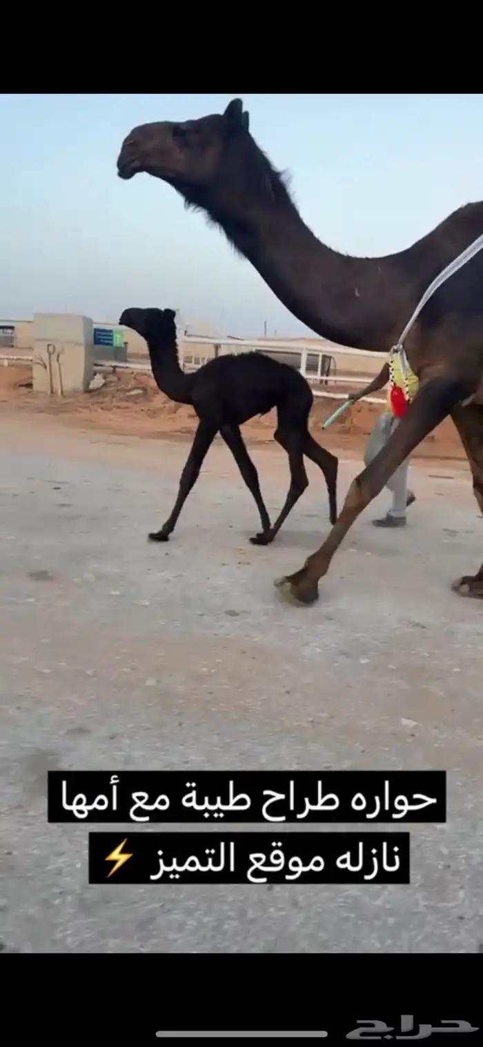 خلفات منايح طيبه  حليب وهداوه 4