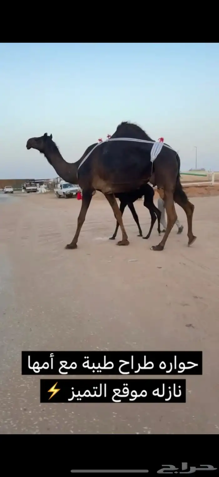 خلفات منايح طيبه  حليب وهداوه 1