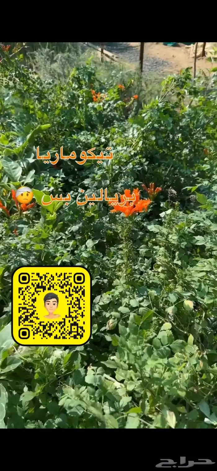 شتلات زينه ومثمره بريال ونصف فقط 8