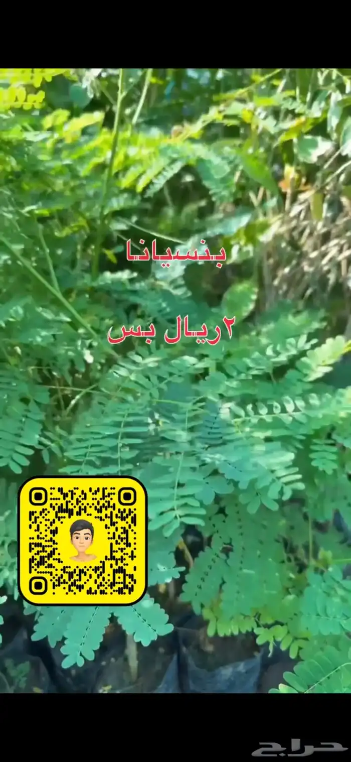 شتلات زينه ومثمره بريال ونصف فقط 7