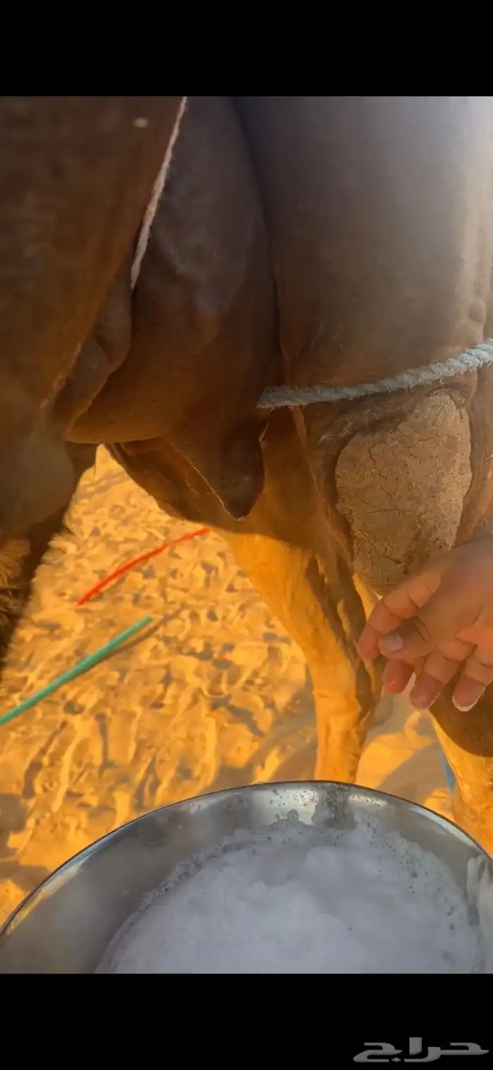 خلفات منايح طيبه  حليب وهداوه 8