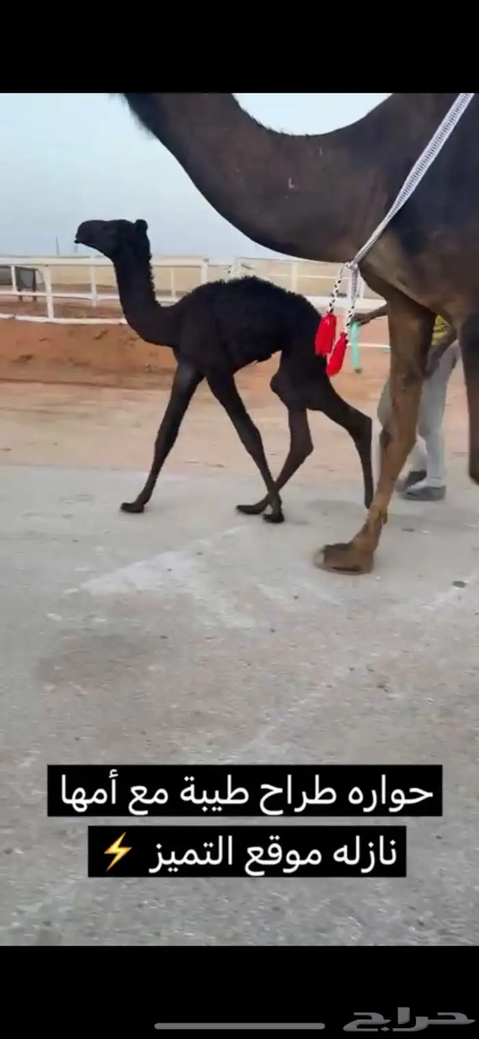 خلفات منايح طيبه  حليب وهداوه 3