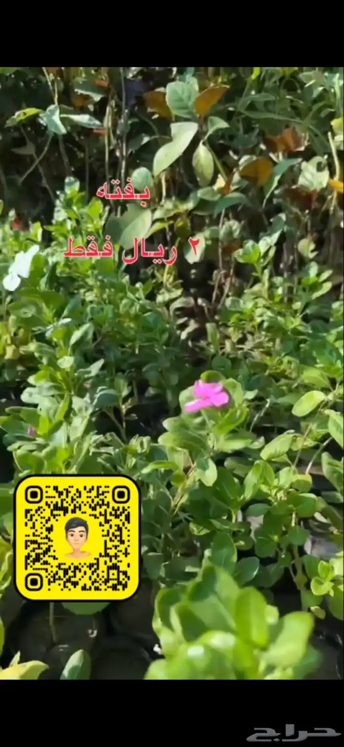 شتلات زينه ومثمره بريال ونصف فقط 10