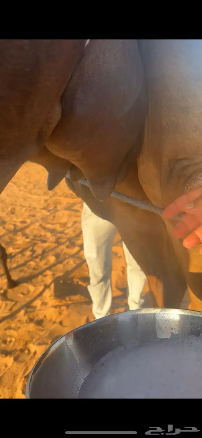 خلفات منايح طيبه  حليب وهداوه 6