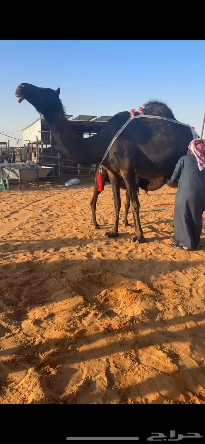 خلفات منايح طيبه  حليب وهداوه 7