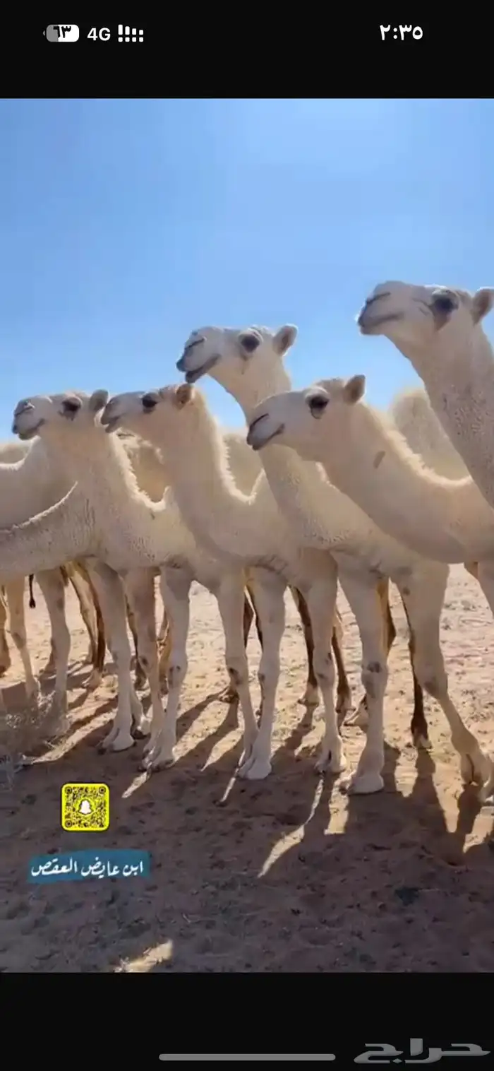 حشو مفاربد للبيع ع مشاكل ابوعجاريد البيع سمح 0