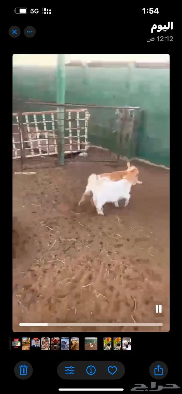 للبيع ماعز قزم تشيكي 1