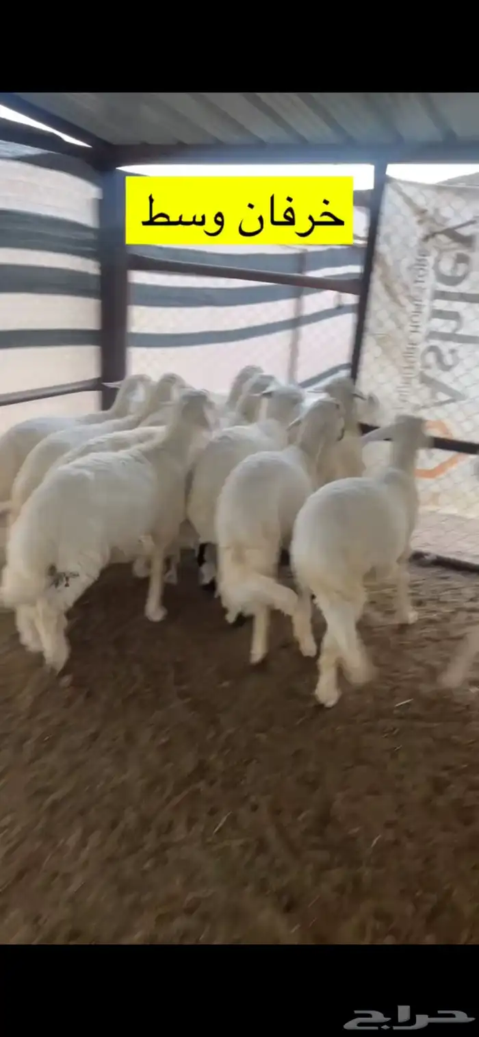 أبو ذيب للذبايح   ( يتوفر ذبح وتوصيل لباب بيتك  ) 1