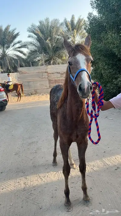 مزاد هجر لبيع الخيل وعرضها 0