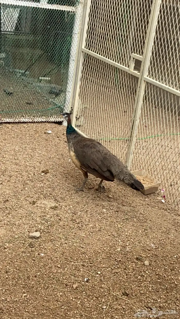 طاووس 1