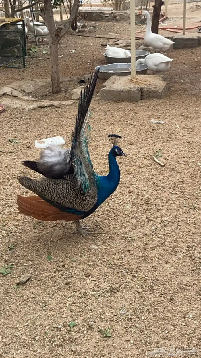 طاووس 0