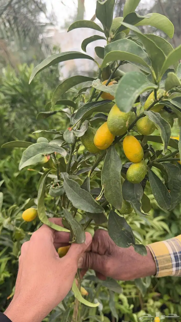 مشتل الرياض شتلات باسعار مخفضة توصيل مجانا الرياض 11