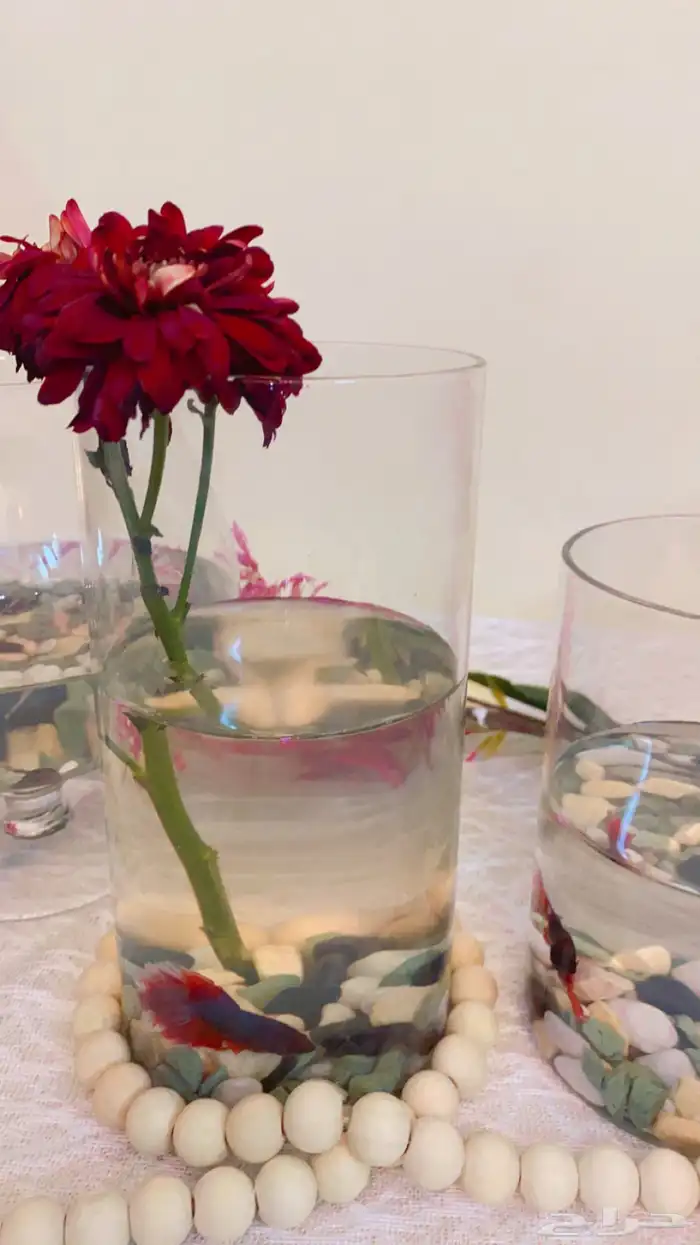 اسماك الفايتر اشكال والوان 10