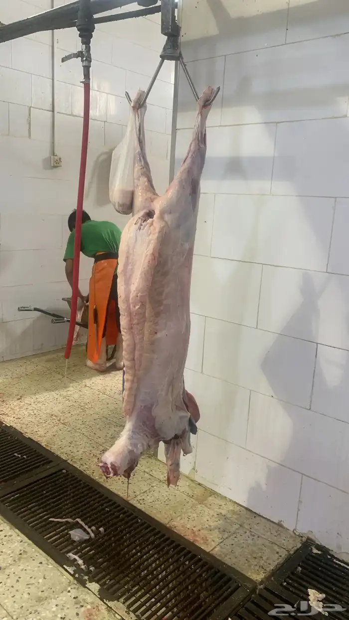 ذبايح طيبه 8