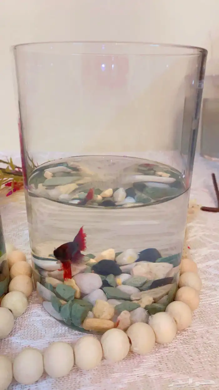 اسماك الفايتر اشكال والوان 11