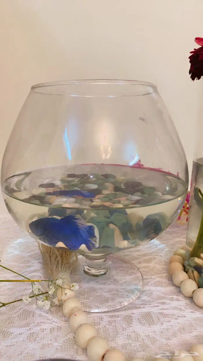 اسماك الفايتر اشكال والوان 14