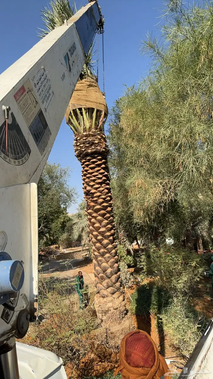 نخيل اشجار شبك مزارع للبيع وتوصل 0