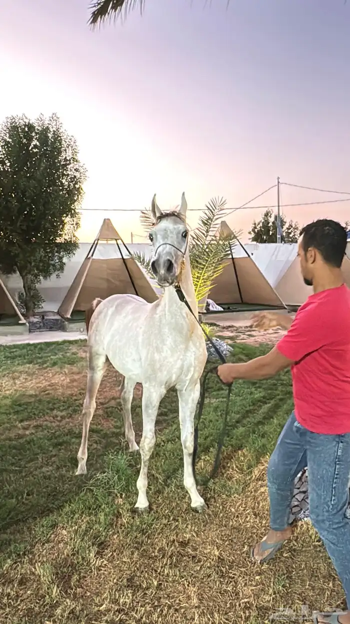مهر مصري بيور 0