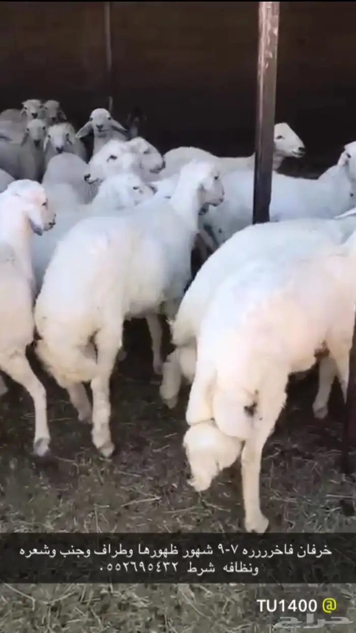 اظاحي طيبه خرفاوسعر طيب وعرض طيبه وناريه بيع جمله وتفريد 1