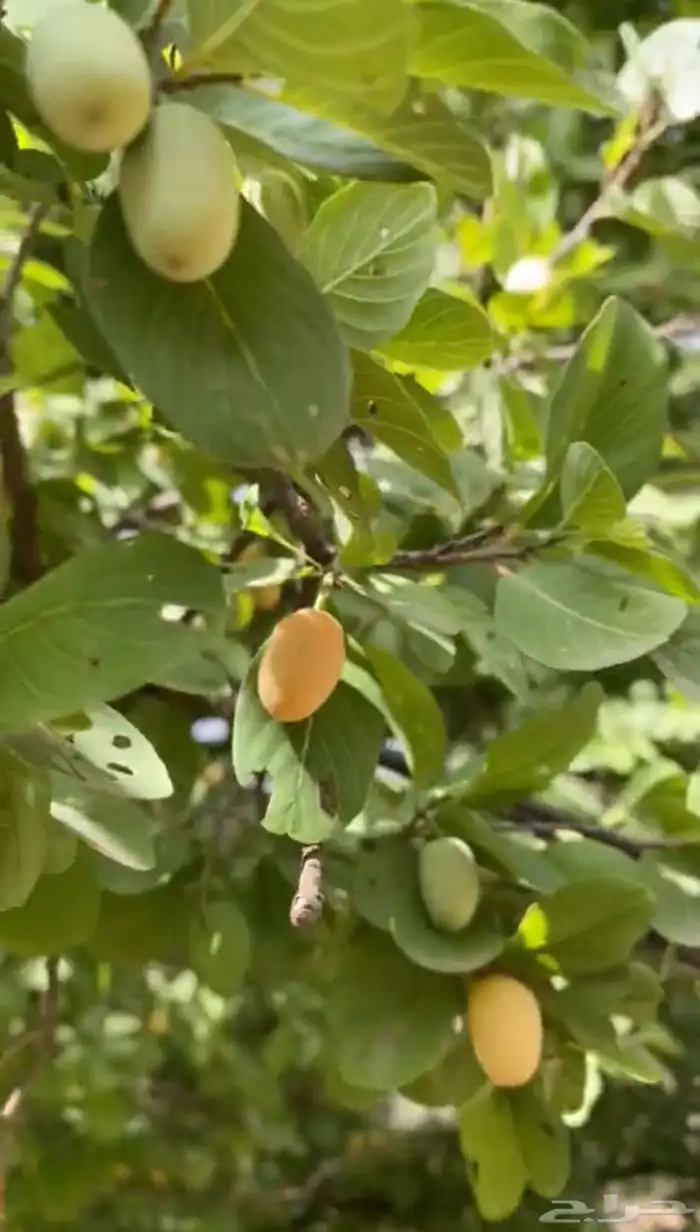 شتلات شجرة النكر او التمار النادره 1