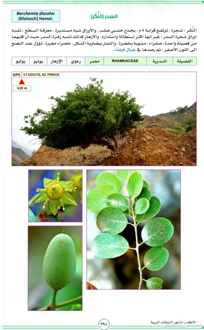 شتلات شجرة النكر او التمار النادره 5